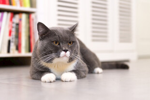 灰毛猫咪惬意趴于室内