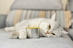 慵懒猫咪依偎金属杯