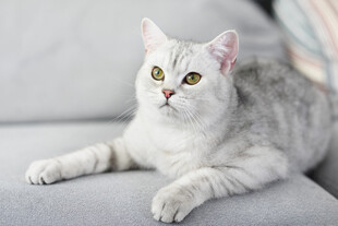 银渐层猫咪惬意躺沙发