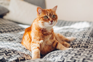 橘猫端坐于花纹床铺