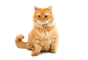 可爱橘猫端坐