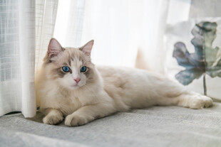慵懒布偶猫惬意躺卧