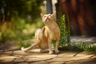 无毛猫悠闲坐于户外