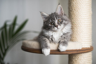 可爱小猫趴立式猫抓板上