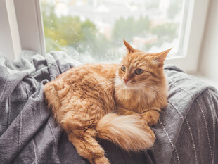 慵懒猫咪惬意躺卧毛毯上