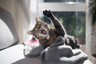 猫咪惬意躺卧伸懒腰