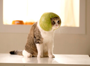 可爱猫咪
