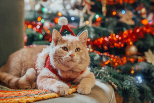 圣诞树下的可爱猫咪