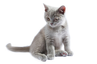 可爱小灰猫坐立
