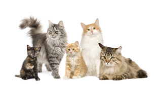 多样猫咪齐聚
