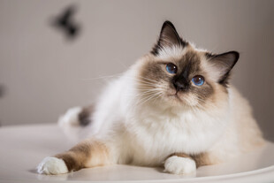 可爱布偶猫惬意躺卧