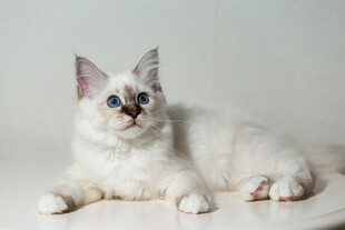白色萌猫趴卧