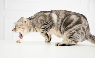 猫咪龇牙作攻击姿态
