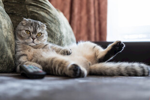 慵懒猫咪惬意躺沙发