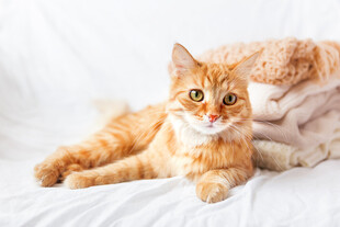 两只可爱橘猫惬意躺卧