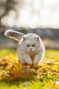 秋日草地奔跑的可爱猫咪