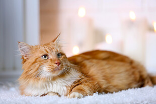 橘色猫咪惬意趴卧