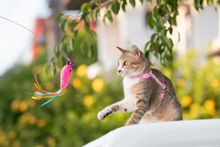 猫咪玩彩色逗猫棒
