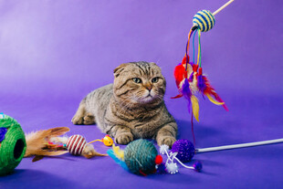 小猫玩多彩逗猫玩具