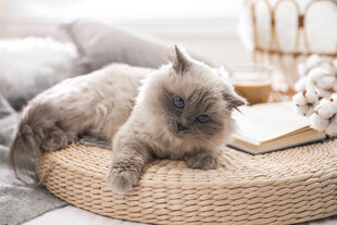 慵懒猫咪躺卧编织垫上
