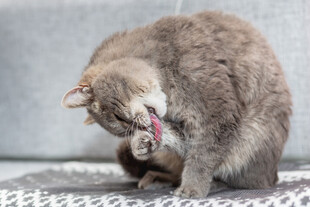 猫咪低头舔毛瞬间