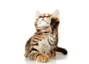 可爱斑纹猫抬头望上方