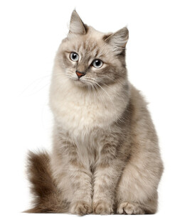 可爱长毛猫端坐