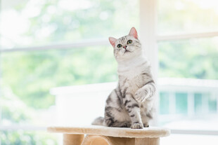 可爱猫咪端坐木台