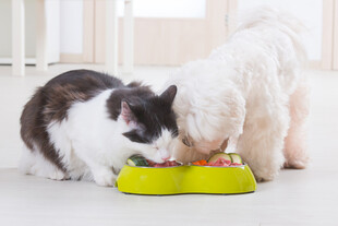 猫狗共食黄色食盆