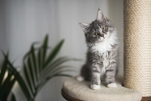 可爱小猫站在猫爬架上