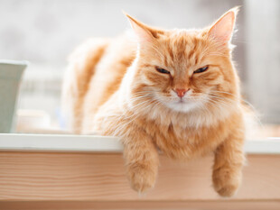 窗边惬意的长毛猫咪