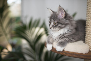 可爱小猫栖息于猫爬架上