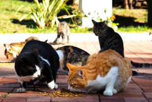 猫咪们在户外享用美食