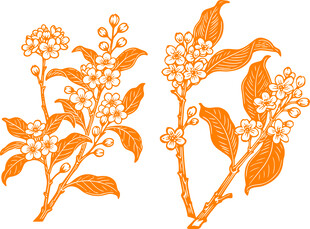 橙色桂花花卉枝叶图案