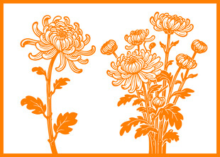 橙色菊花插画图案