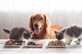 猫狗同享美食欢乐时刻