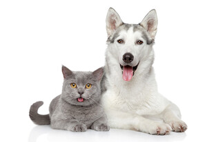 猫咪与哈士奇温馨同框