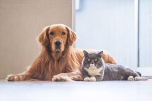 金毛与猫咪温馨相伴