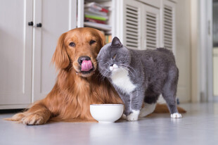 猫狗同框亲昵互动瞬间