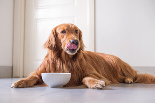 金毛犬卧地旁有食物碗