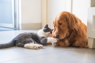 猫狗亲昵依偎的温馨瞬间