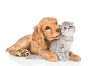 小狗小猫依偎的温馨瞬间