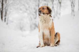 雪地中静坐的长毛犬