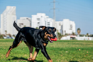 罗威纳犬在草地快乐奔跑