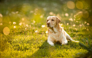 阳光下的金毛犬