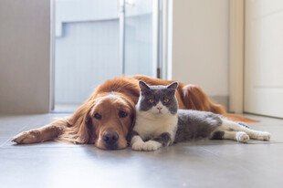 猫狗同卧显温馨时刻