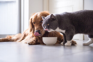 猫狗共食一碗饭