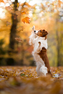 秋日萌犬欢快接落叶