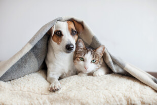 猫狗同窝温馨画面