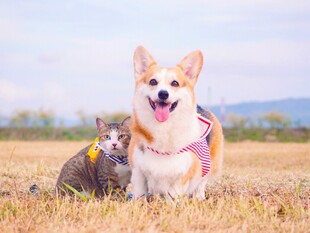 草地上的萌宠柯基与猫咪